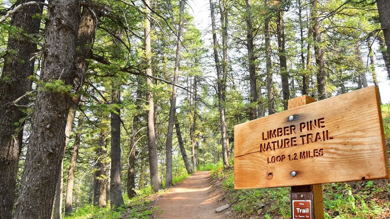 limber-pine-trail